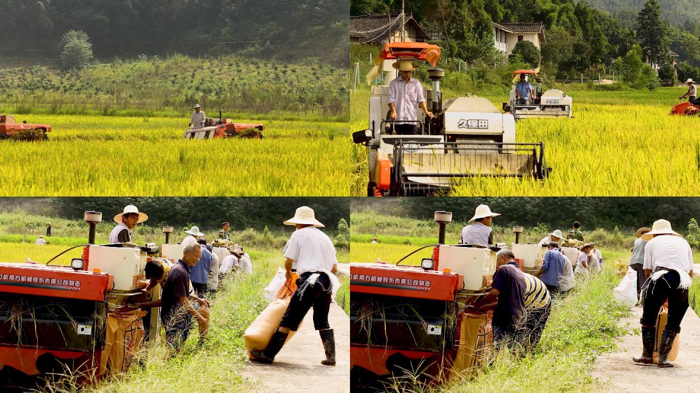 四川农村农业水稻机械化收割
