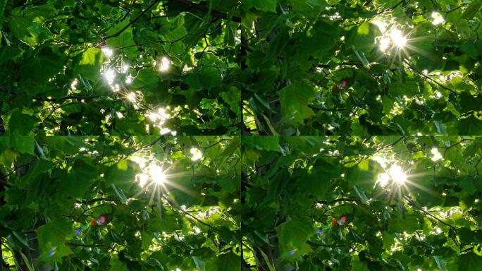 透过梧桐树叶的太阳光斑星芒