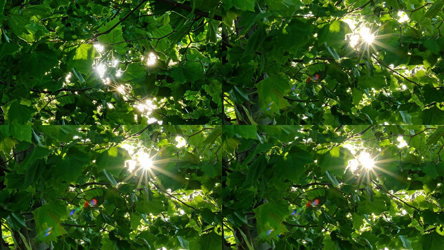 透过梧桐树叶的太阳光斑星芒
