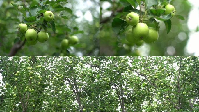 【原创】苹果树青苹果