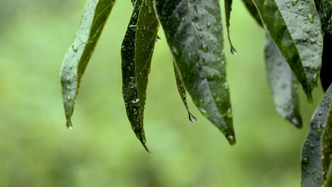 雨 树叶特写 露珠 水珠 白露