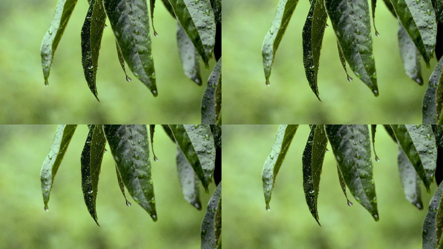 雨 树叶特写 露珠 水珠 白露