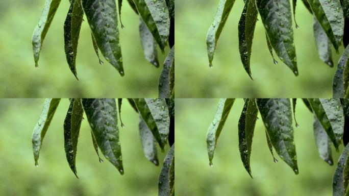 雨 树叶特写 露珠 水珠 白露