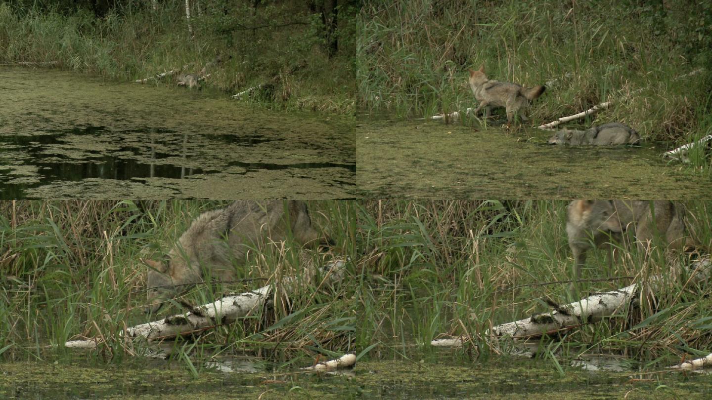 湿林中的狼在河边觅食