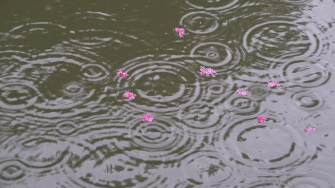 池塘中漂浮的花瓣