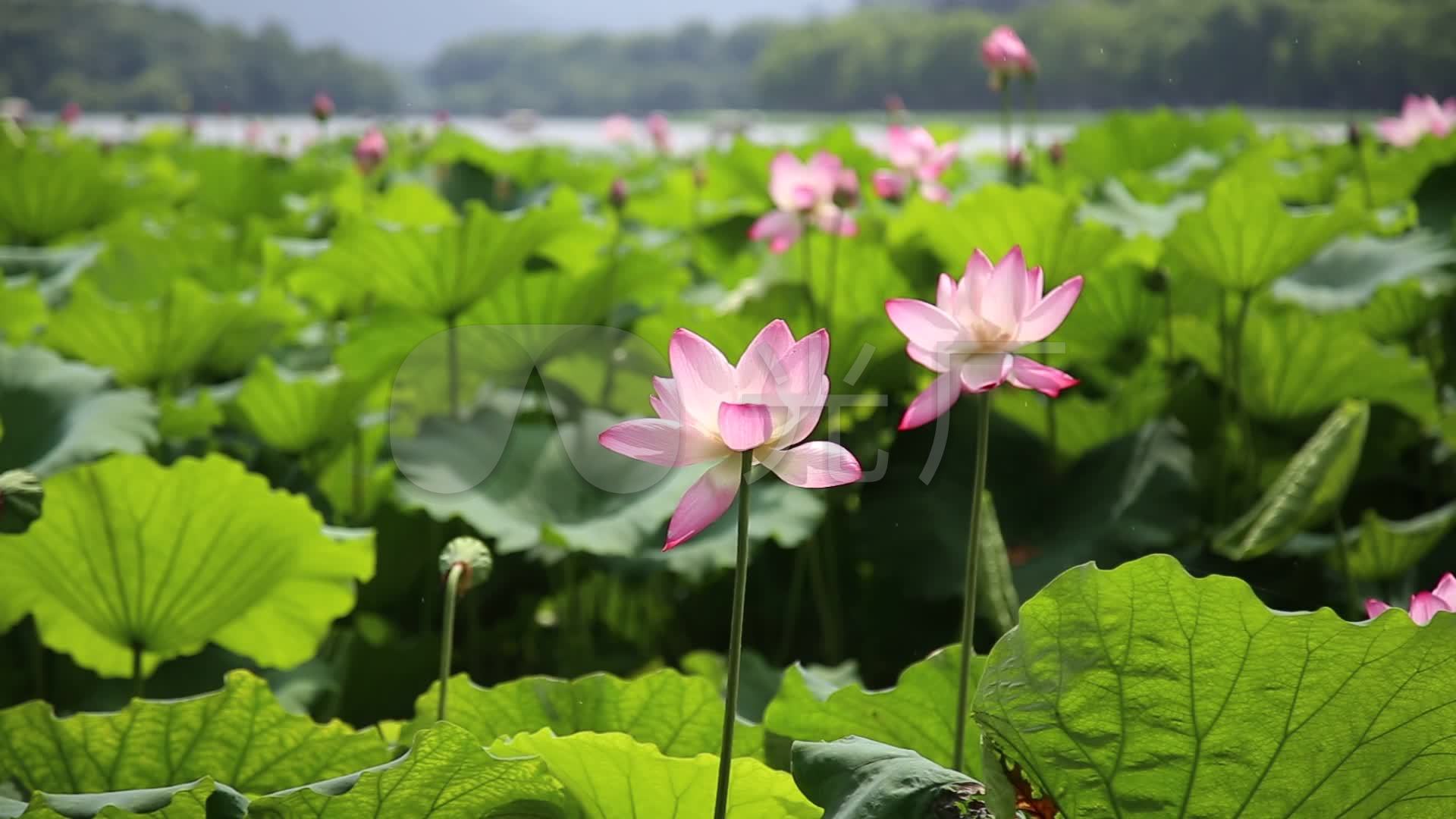 杭州西湖荷花断桥