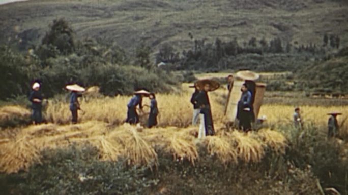 民国时期农民收获稻谷