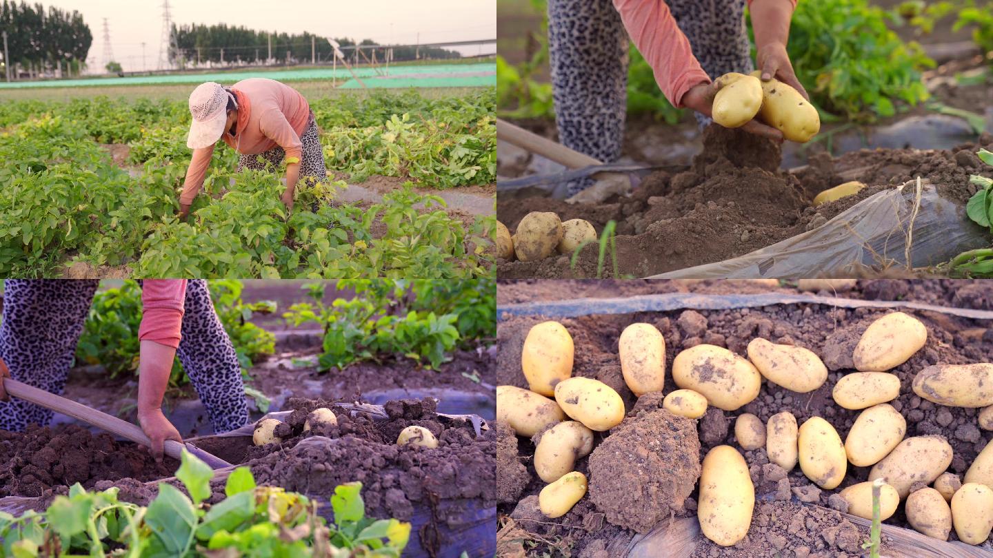 土豆丰收-挖土豆-农村妇女田地劳作