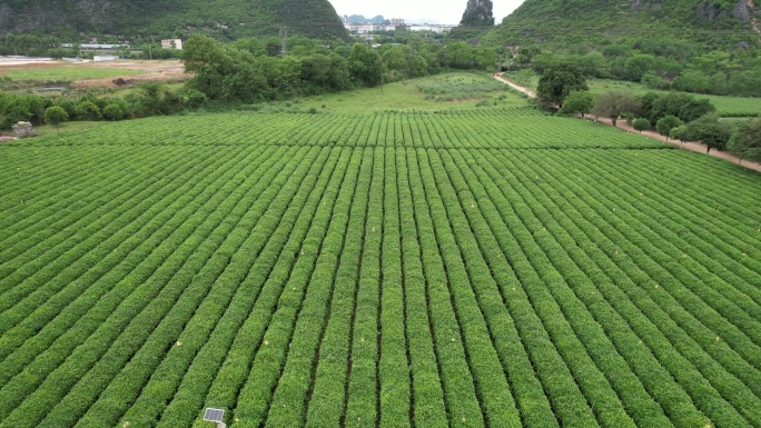 桂林尧山茶园风光航拍