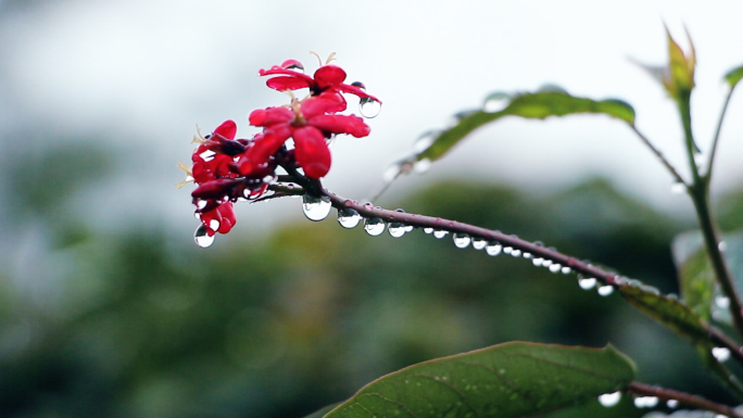 雨后鲜花绿叶雨珠