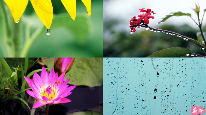 雨后鲜花绿叶雨珠