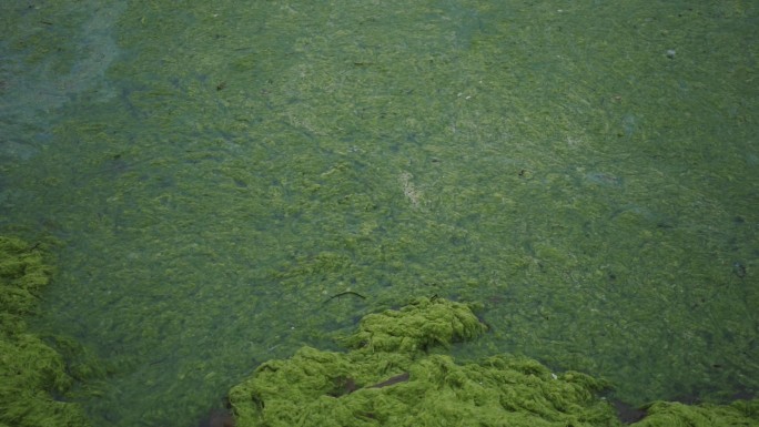 浒苔