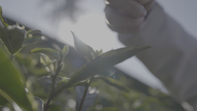 浙江安吉白茶茶山茶园采茶升格茶叶特写