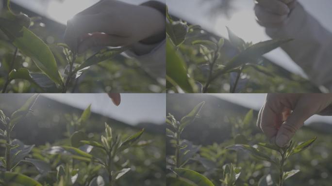 浙江安吉白茶茶山茶园采茶升格茶叶特写