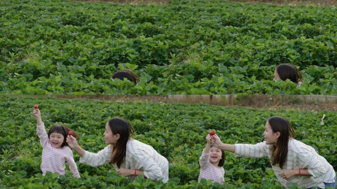 妈妈和女儿在农场摘草莓