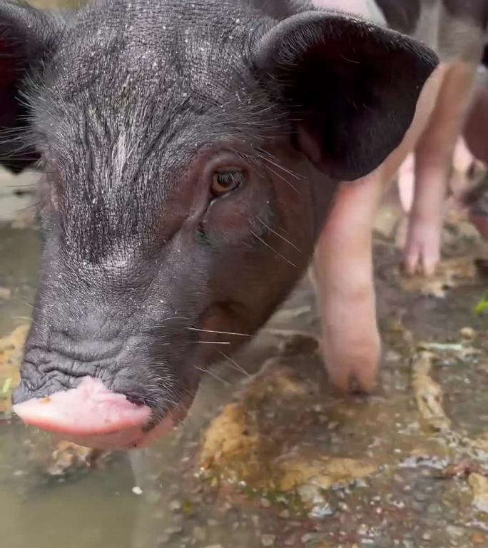 猪圈猪养殖竖屏视频素材
