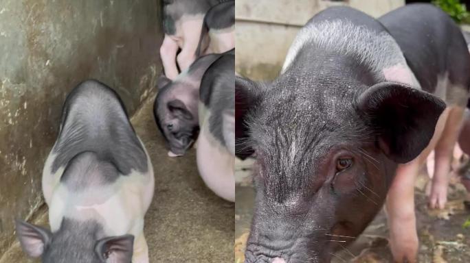 猪圈猪养殖竖屏视频素材