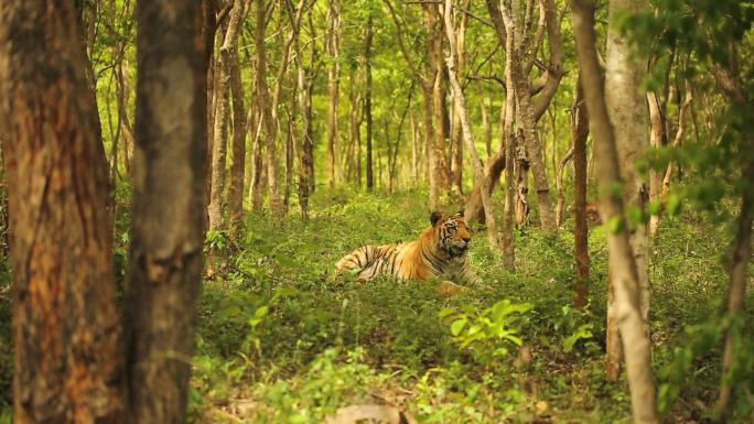 孟加拉虎野生动物世界国家保护大自然非洲