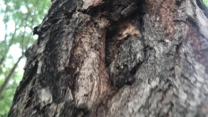 树干糜烂
