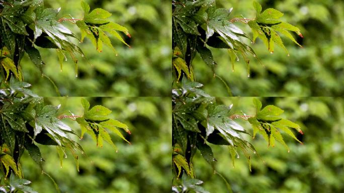 雨中槭树叶子特写雨水白露