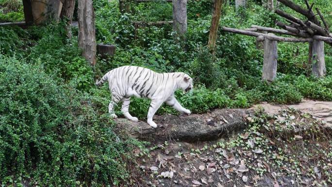 白虎在踱步