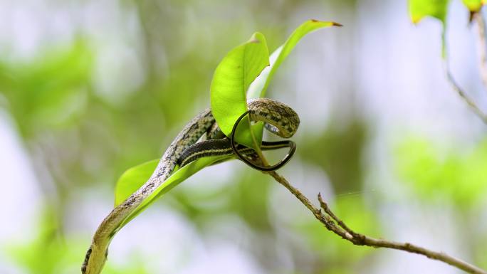 生物多样性