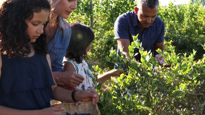 一家人在有机农场摘蓝莓