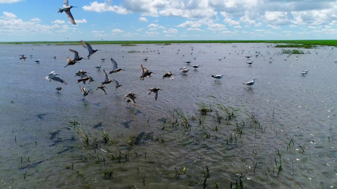 4K-湿地-好多鸟