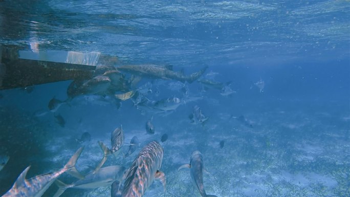 水生物