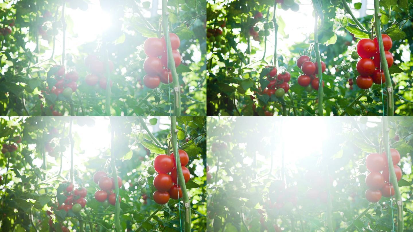 番茄 西红柿图片素材_免费下载_jpg图片格式_VRF高清图片500212484_摄图网