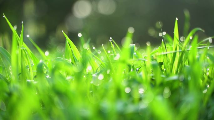 【原创】清晨 露珠 草地