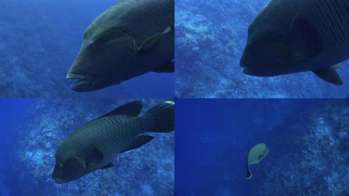 深蓝色背景上的巨型濑鱼拿破仑鱼