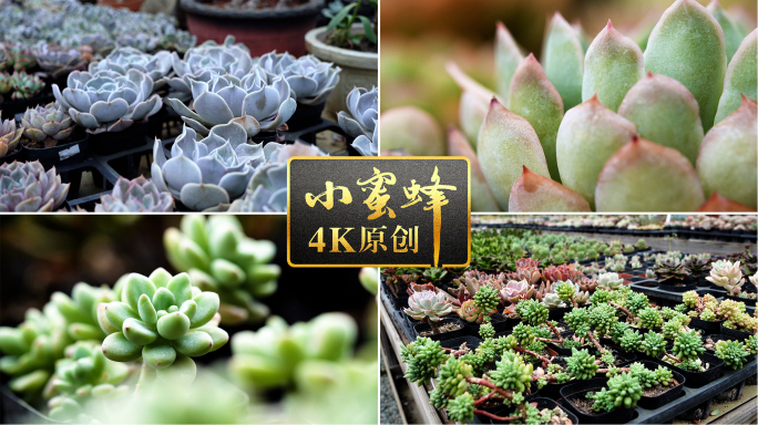 多肉植物种植