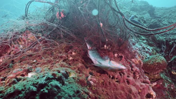 在水下丢弃的捕鱼网中捕获的热带鱼