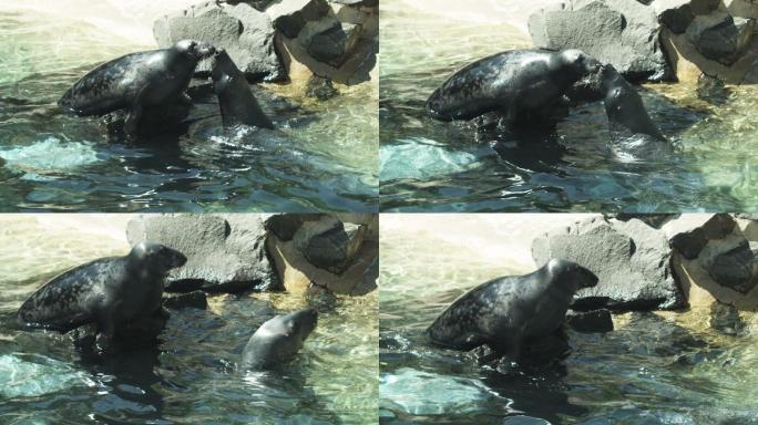 两只海豹接吻