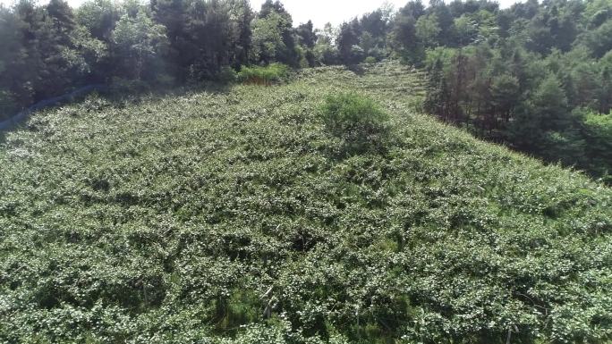 航拍贵阳修文猕猴桃基地