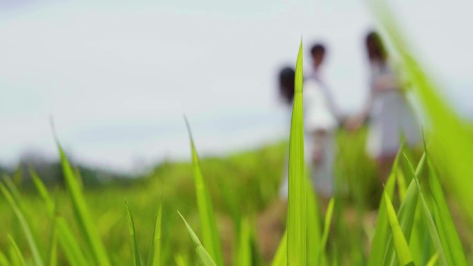 下乡走在田埂上看水稻稻子禾叶