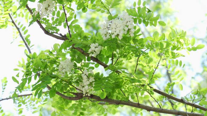 洋槐花洋槐树阳光白花4K视频