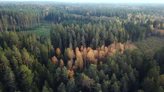 空中拍摄的青松和黄桦林。