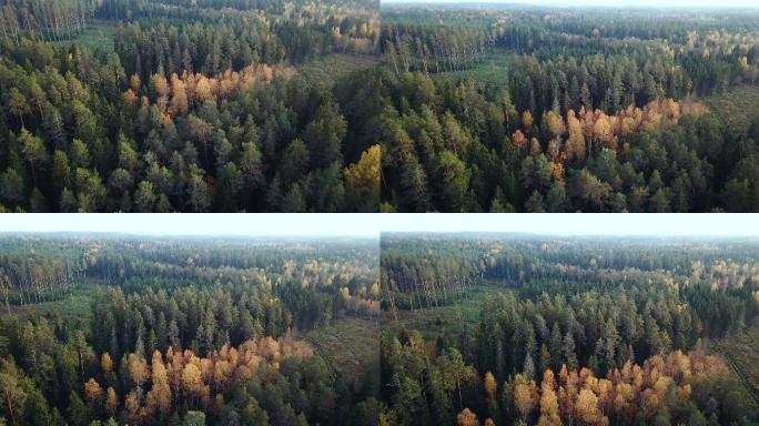 空中拍摄的青松和黄桦林。