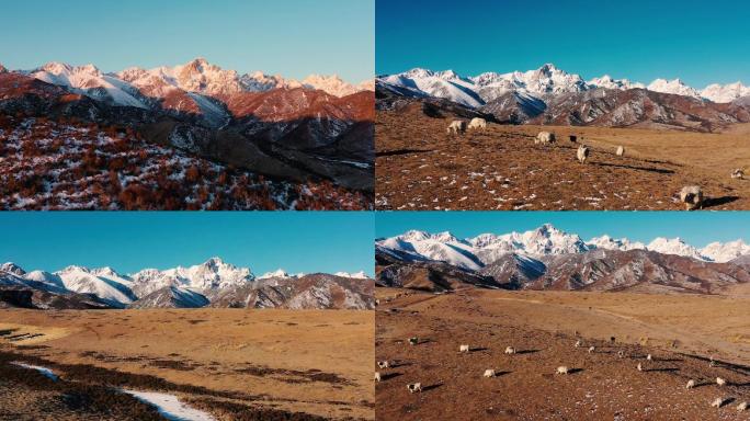 大西北环线甘肃青海雪山草原延时日照金山