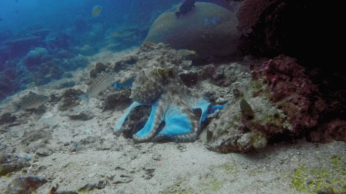 章鱼在礁石旁进食小鱼
