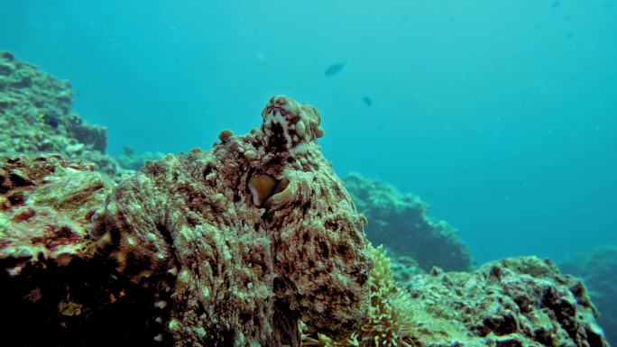 伪装在珊瑚礁上的水下章鱼