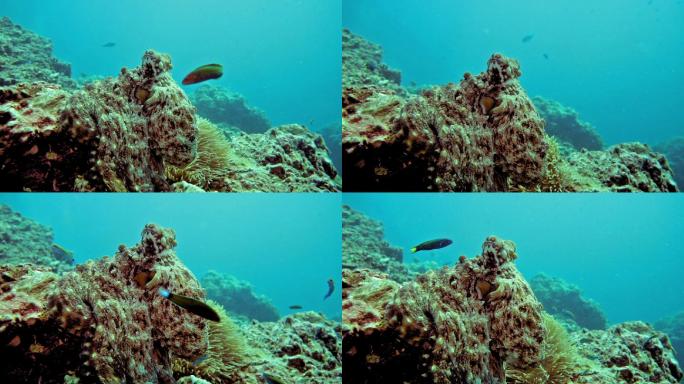 伪装在珊瑚礁上的水下章鱼
