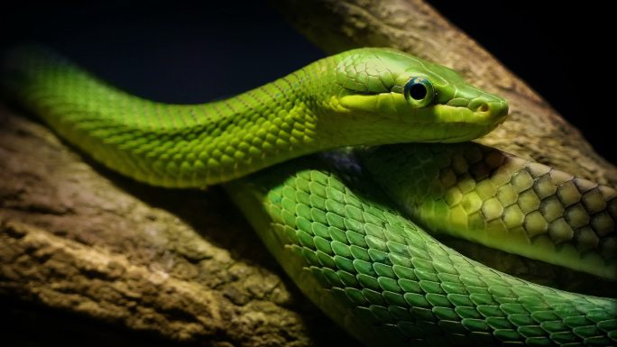 丛林中的绿树蛇