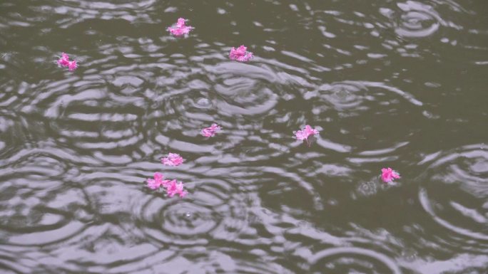 雨天池塘中的波纹涟漪花瓣
