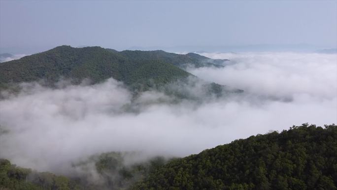 云南西双版纳茶山航拍