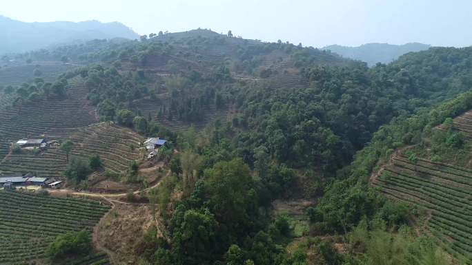 台地茶航拍镜头