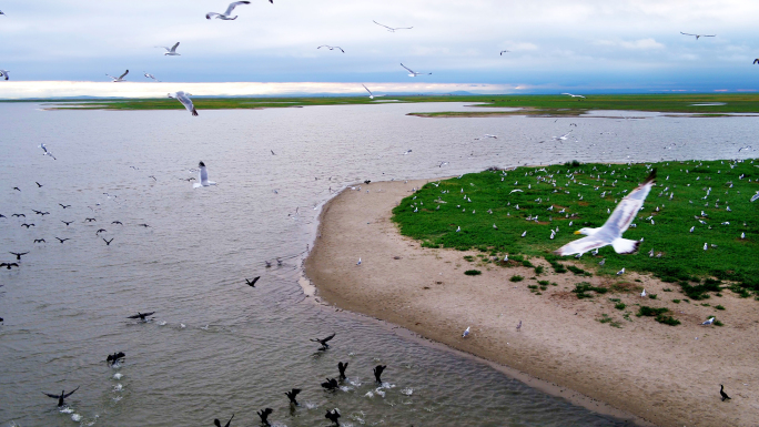 4K-湿地湖泊-鸟群航拍