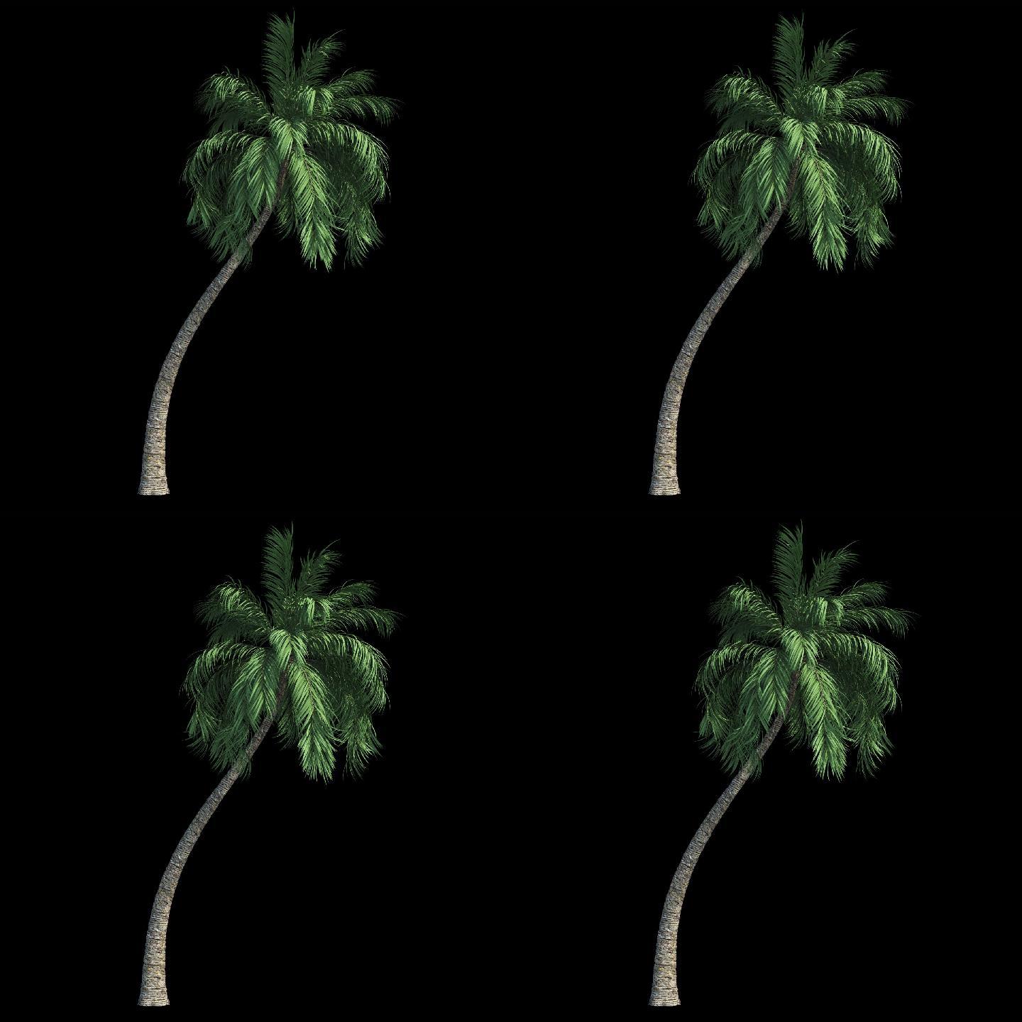 椰子树D